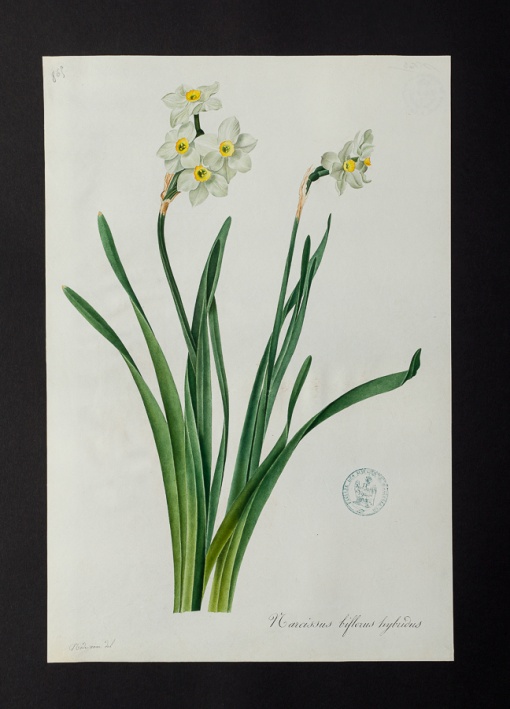 Narcissus biflorus hybridus @ Université de Montpellier - Yannick Fourié
