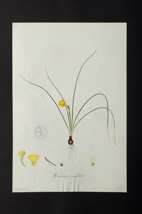 Narcissus tenuifolius @ Université de Montpellier - Yannick Fourié