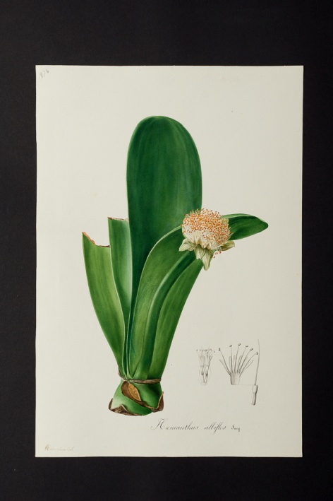 Haemanthus albiflos @ Université de Montpellier - Yannick Fourié