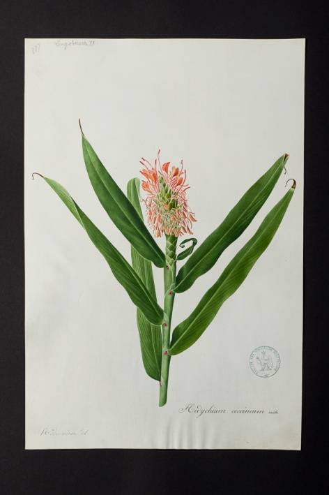 Hedychium coccineum @ Université de Montpellier - Yannick Fourié