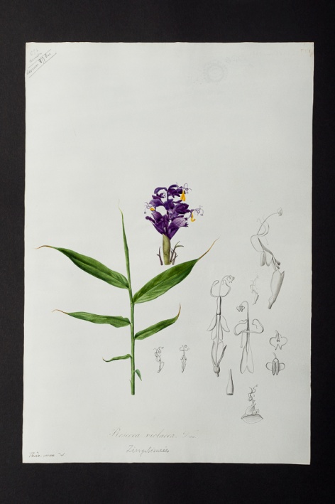 Roscoea violacea @ Université de Montpellier - Yannick Fourié