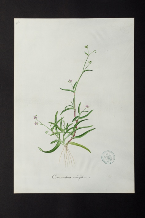 Commelina nudiflora @ Université de Montpellier - Yannick Fourié
