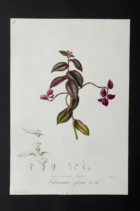 Tradescantia zebrina @ Université de Montpellier - Yannick Fourié