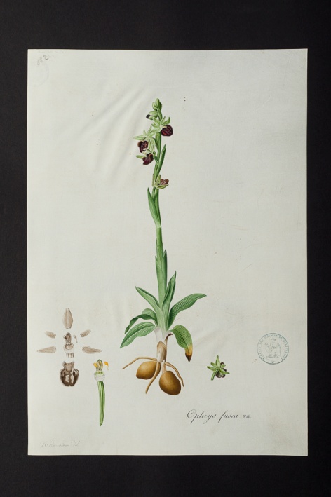 Ophrys fusca @ Université de Montpellier - Yannick Fourié