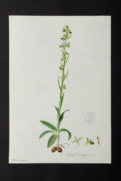 Ophrys aranifera @ Université de Montpellier - Yannick Fourié