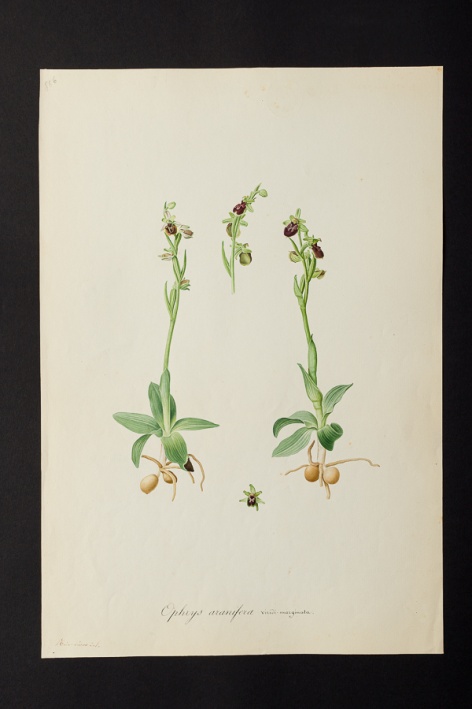 Ophrys aranifera viridi-marginata @ Université de Montpellier - Yannick Fourié