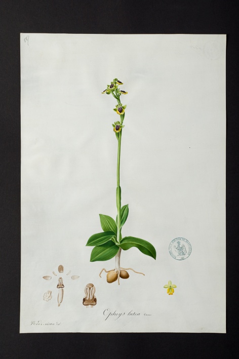 Ophrys lutea @ Université de Montpellier - Yannick Fourié