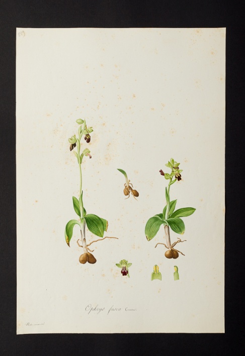 Ophrys fusca @ Université de Montpellier - Yannick Fourié