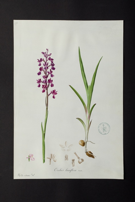 Orchis laxiflora @ Université de Montpellier - Yannick Fourié