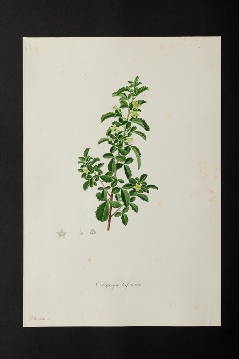 Orbignya trifoliata @ Université de Montpellier - Yannick Fourié