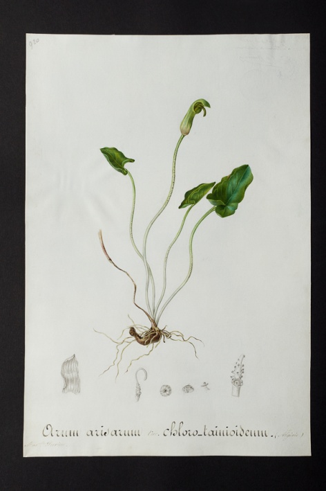 Arum arisarum var. chloro-tainioideum @ Université de Montpellier - Yannick Fourié