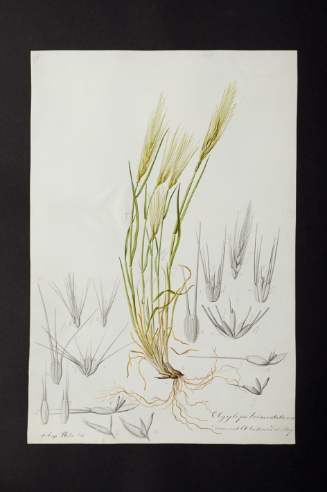 Aegylops triaristata Willd. / A. triticoides Req. @ Université de Montpellier - Yannick Fourié