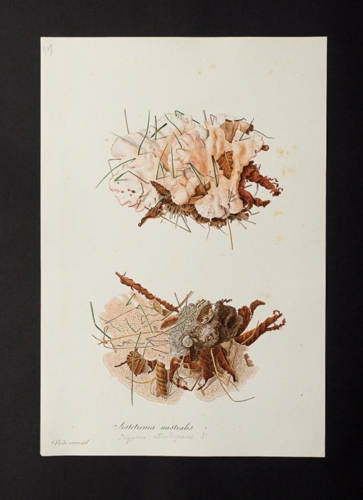 Sistotrema australis @ Université de Montpellier - Yannick Fourié