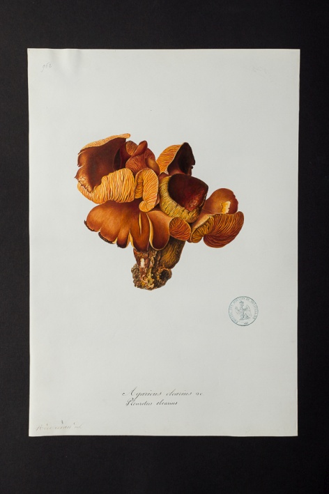 Agaricus olearius @ Université de Montpellier - Yannick Fourié